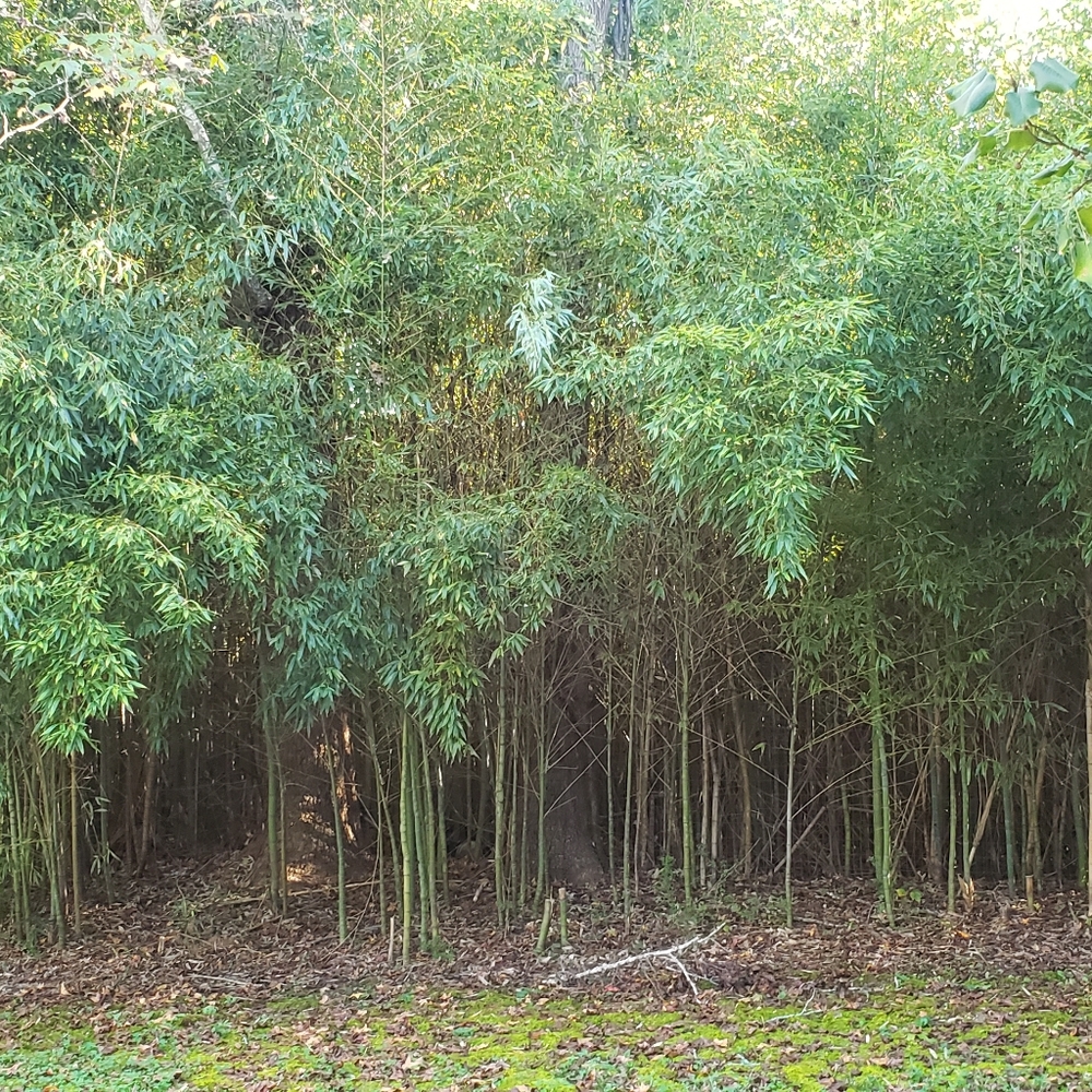 Bamboo Bundles